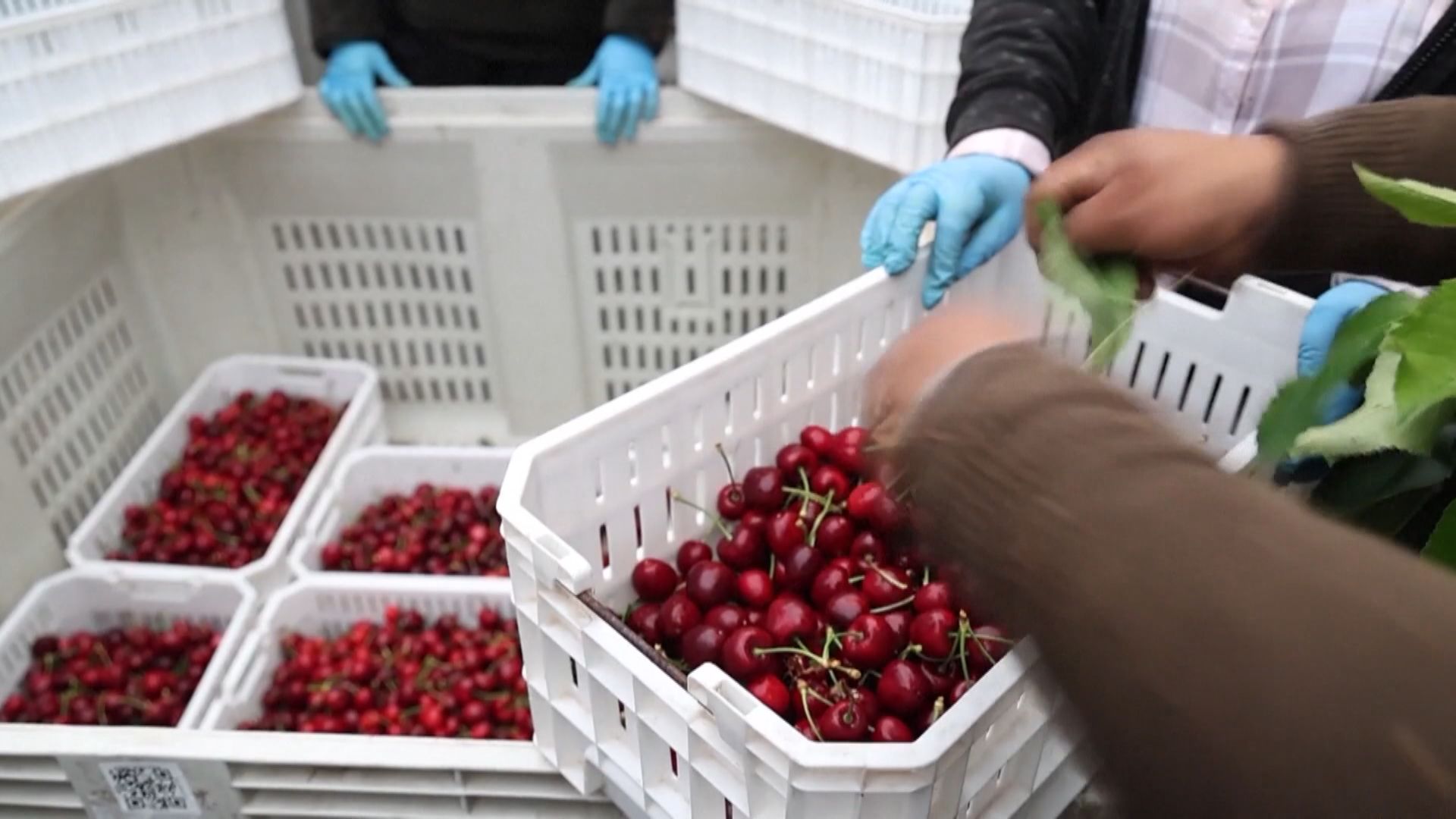內地今季首批進口智利車厘子　經香港運抵深圳