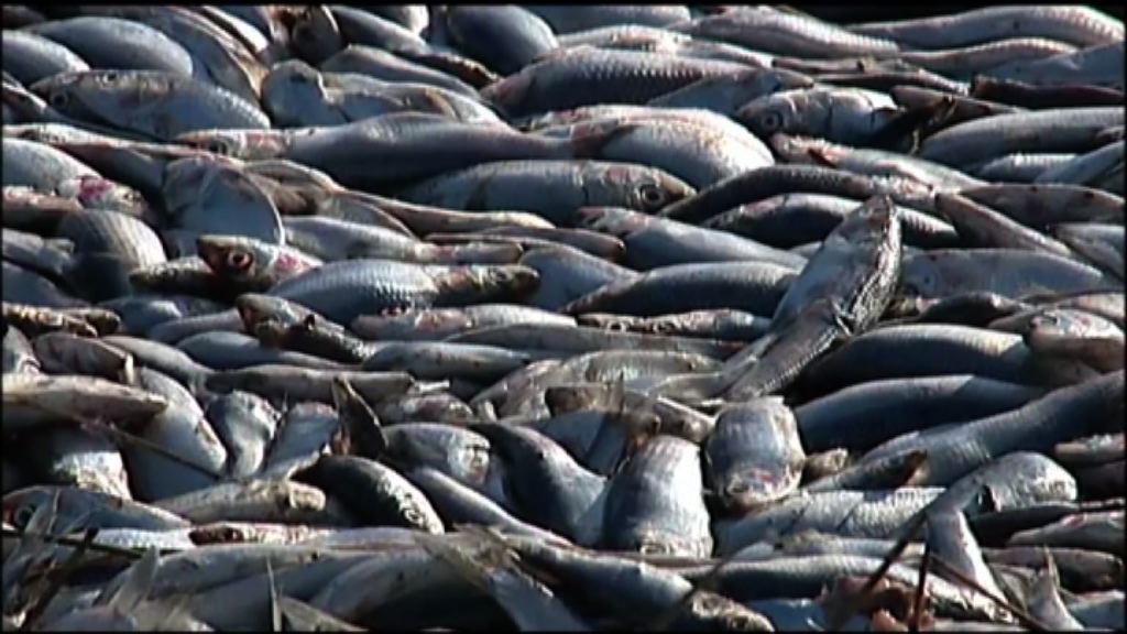 智利南部城鎮突現五百噸死魚後進入緊急狀態