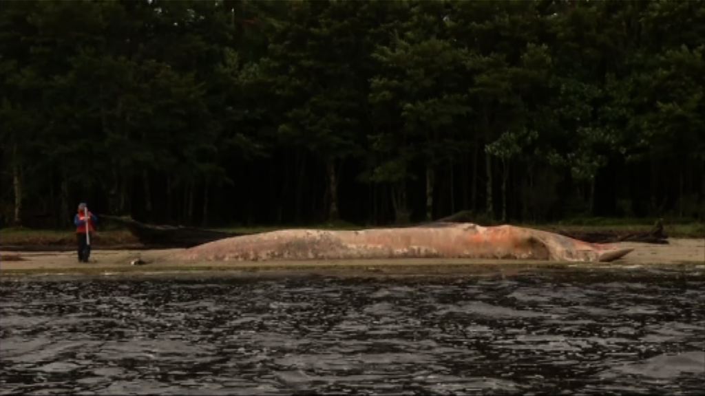 智利南部三百多條塞鯨擱淺死亡