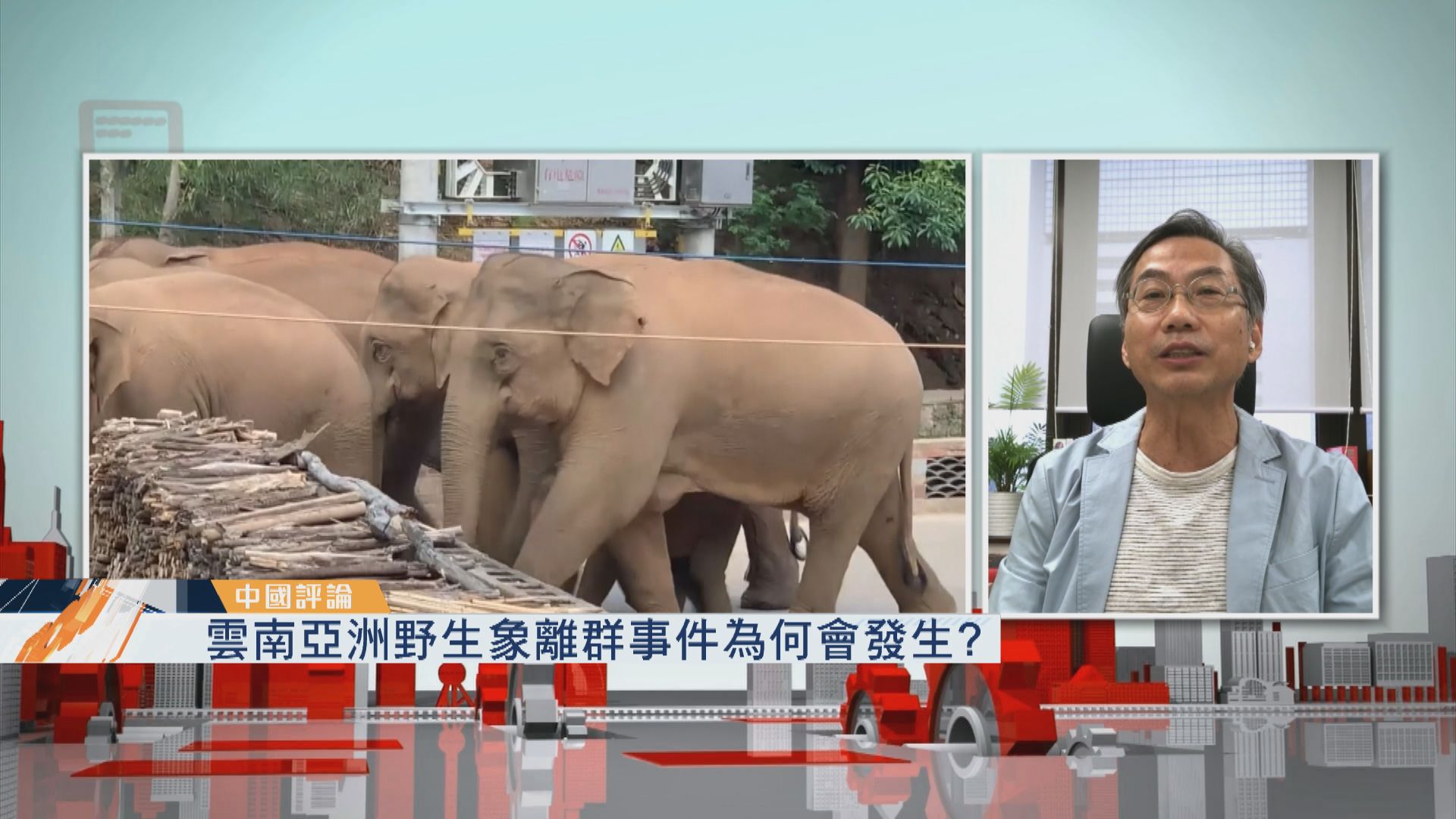 【中國評論】雲南亞洲野生象離群事件為何會發生？