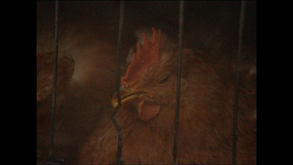 政府宣布端午節恢復活雞零售