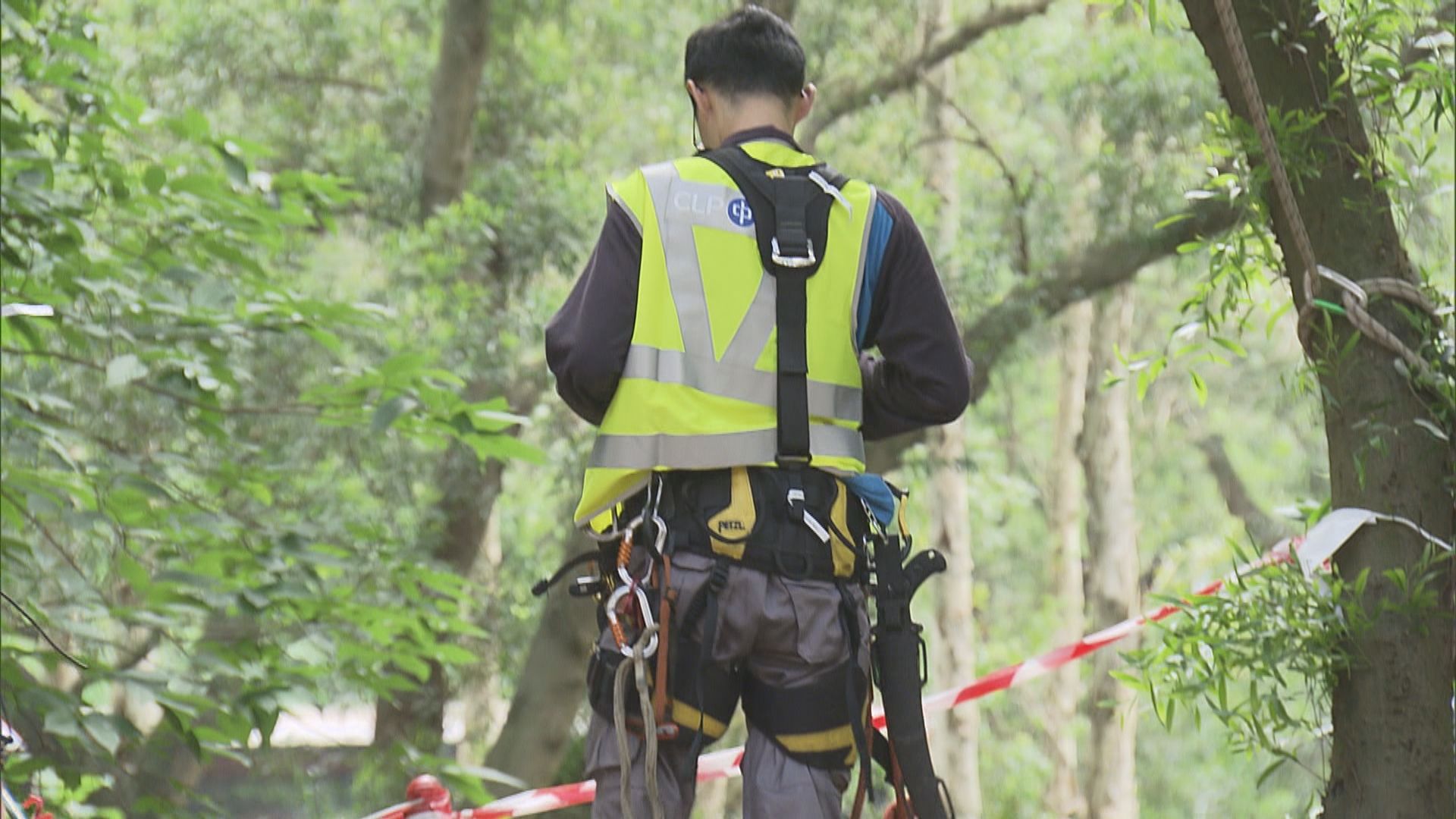 中電引入農林管理預測系統 協助處理有潛在風險的樹木