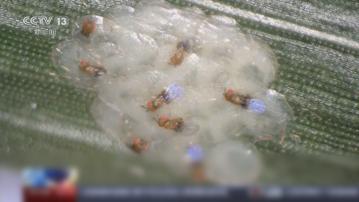 內地有農業集團利用赤眼蜂對付玉米害蟲