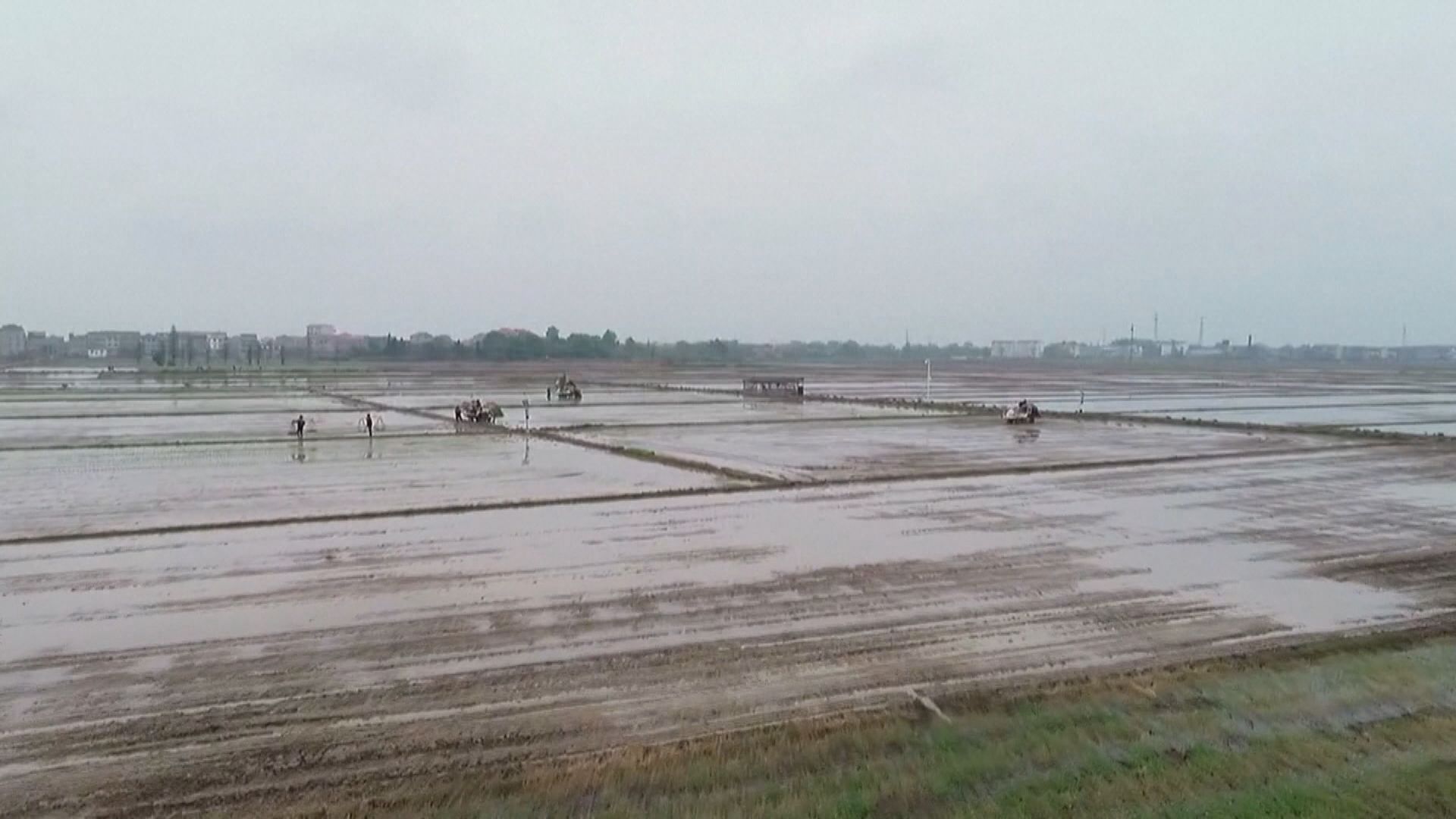 中國周六起終止對澳洲進口大麥徵收「雙反稅」