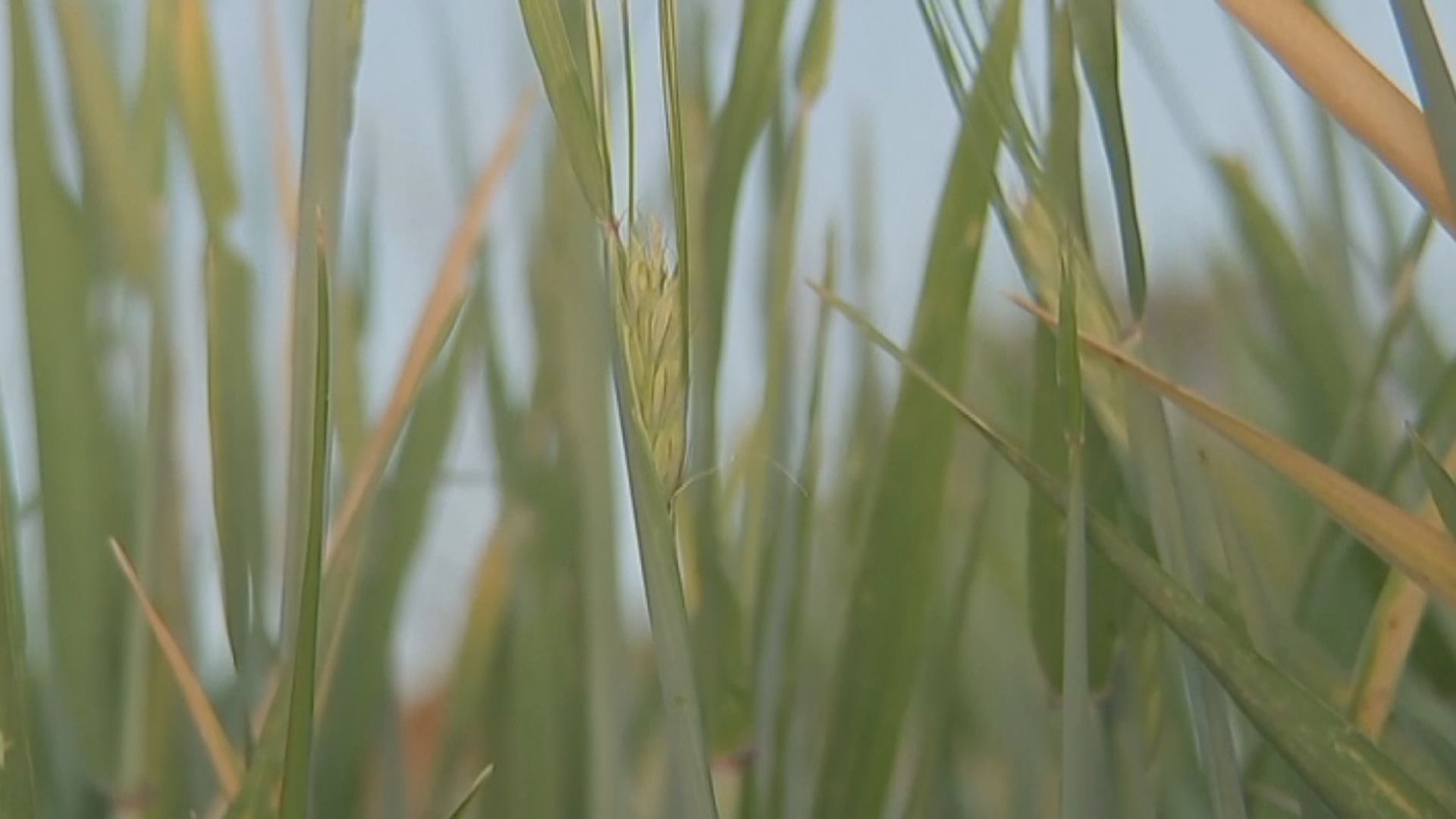 中國周六起終止對澳洲進口大麥徵收「雙反稅」
