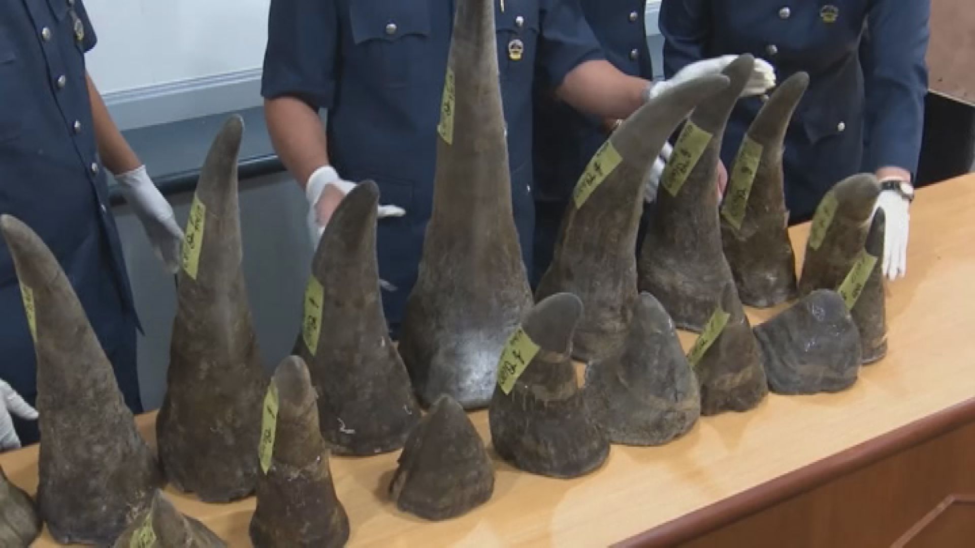 內地放寬買賣犀牛及老虎製品限制