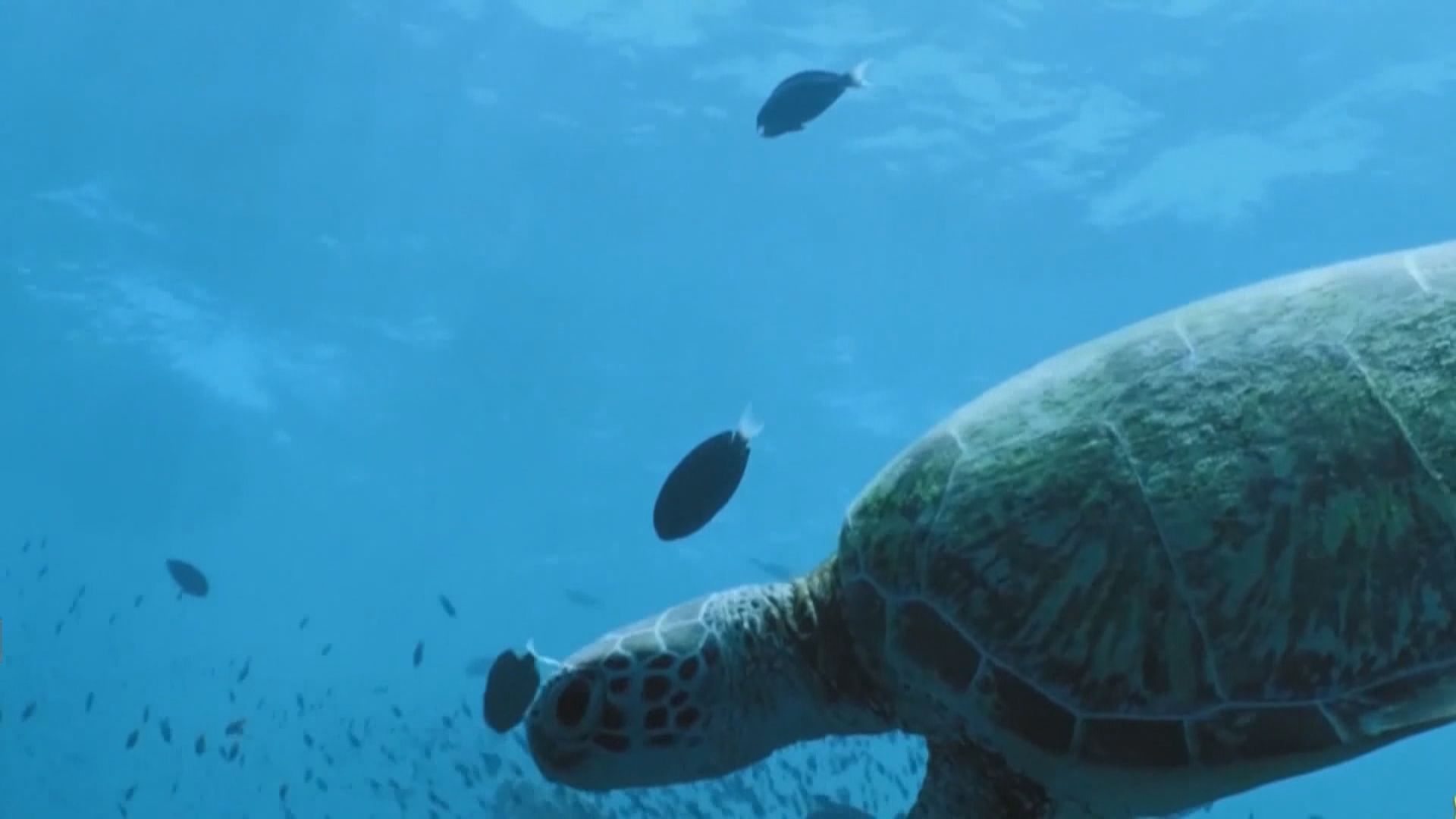 外交部批美國遲遲未批准《生物多樣性公約》