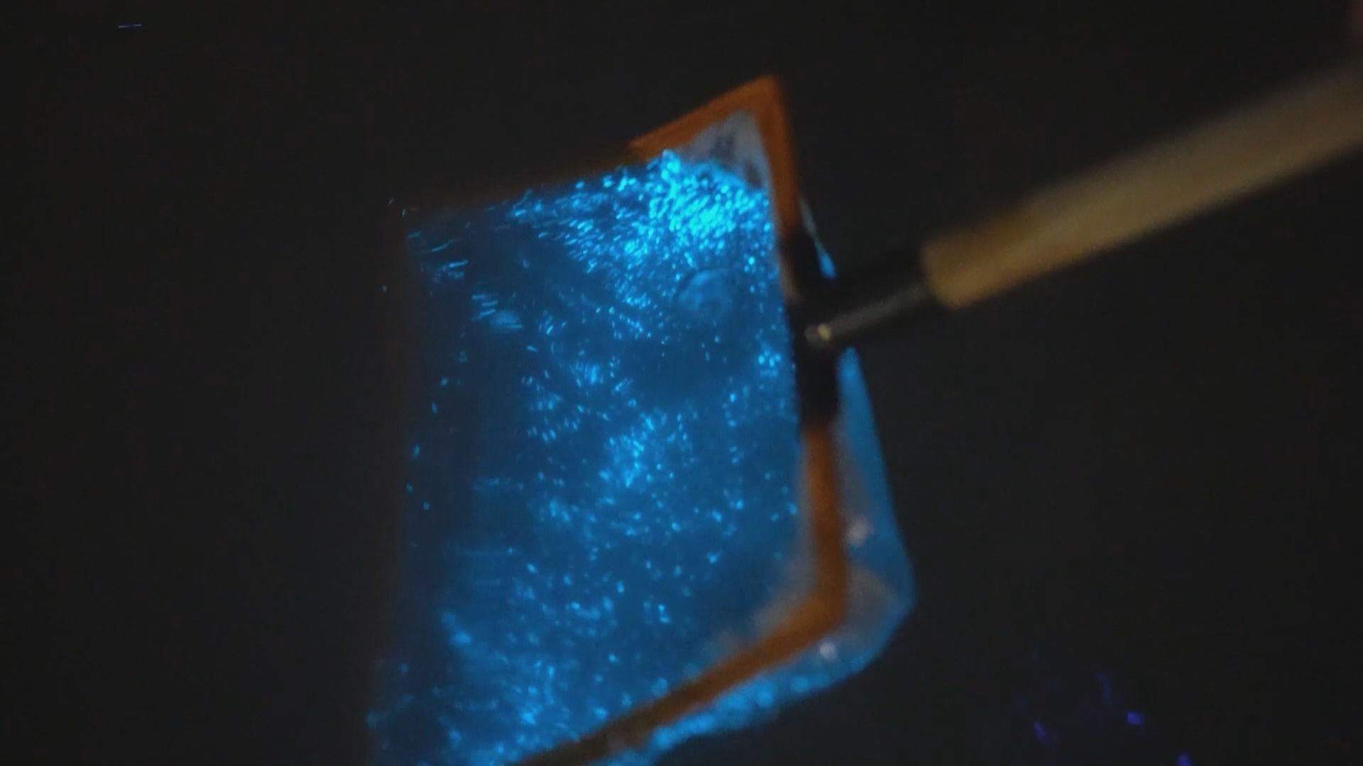 福建平潭「藍眼淚」奇景　吸引遊客觀賞