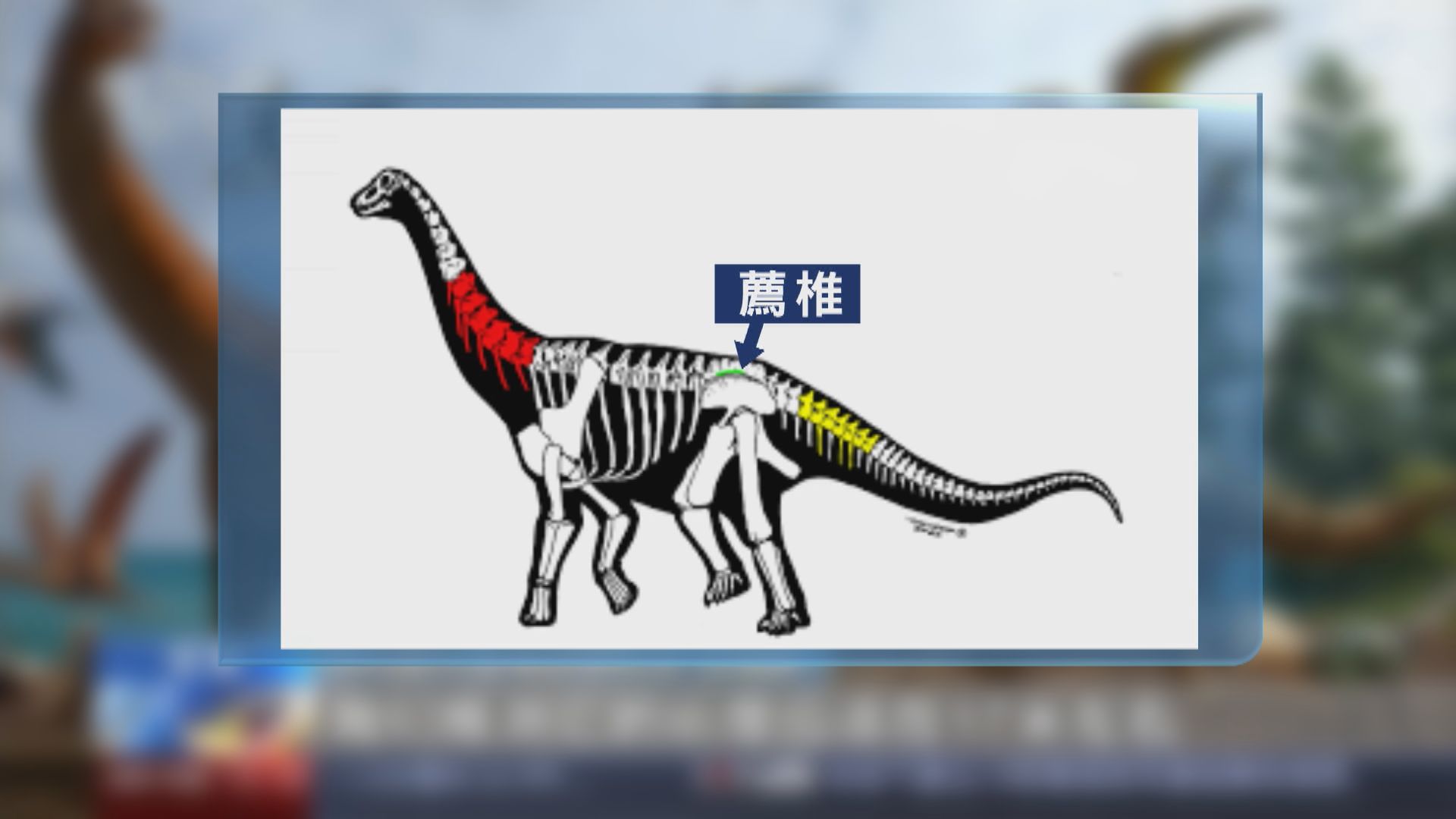 新疆哈密首次發現大型恐龍化石