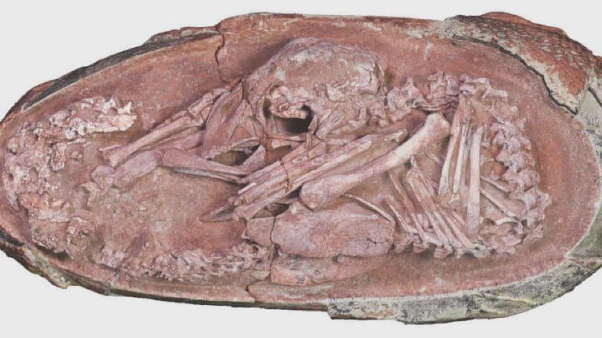 史上最完整恐龍胚胎　揭示現代鳥類孵化行為