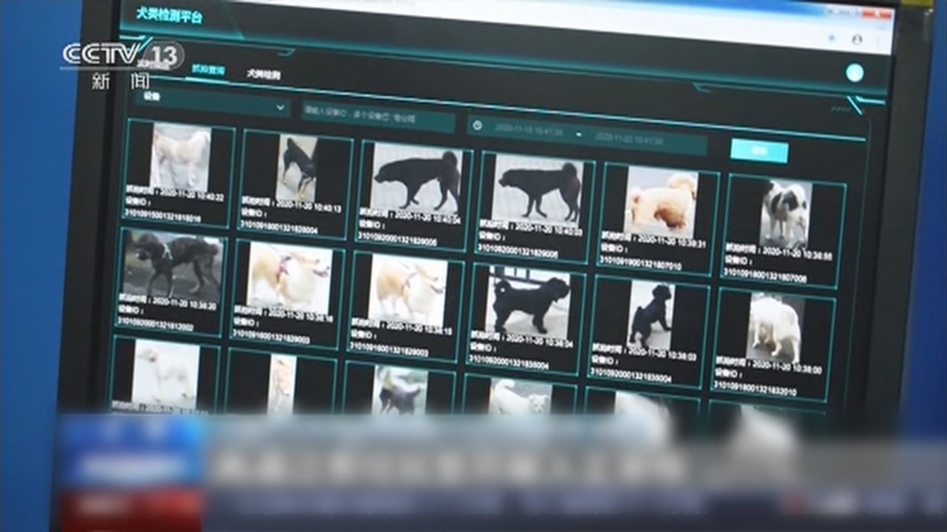 上海多個小區試行監控遛狗須牽繩　違者最高罰200元