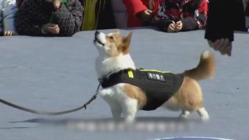 內地首隻哥基警犬 短腿追不上同袍出巡靠人抱 矮小反成搜查優勢