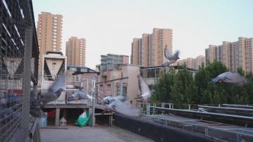 抗戰勝利80周年閱兵｜8萬隻和平鴿與8萬個氣球　準備在儀式發放