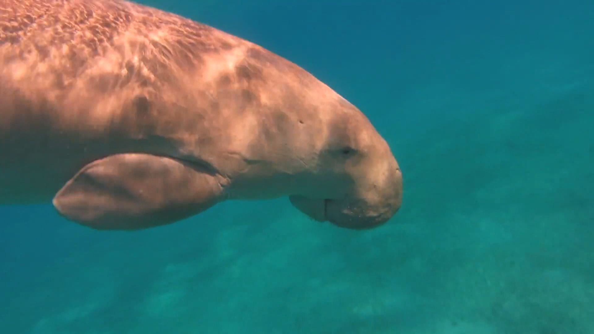 研究指「美人魚」儒艮已在中國功能性滅絕