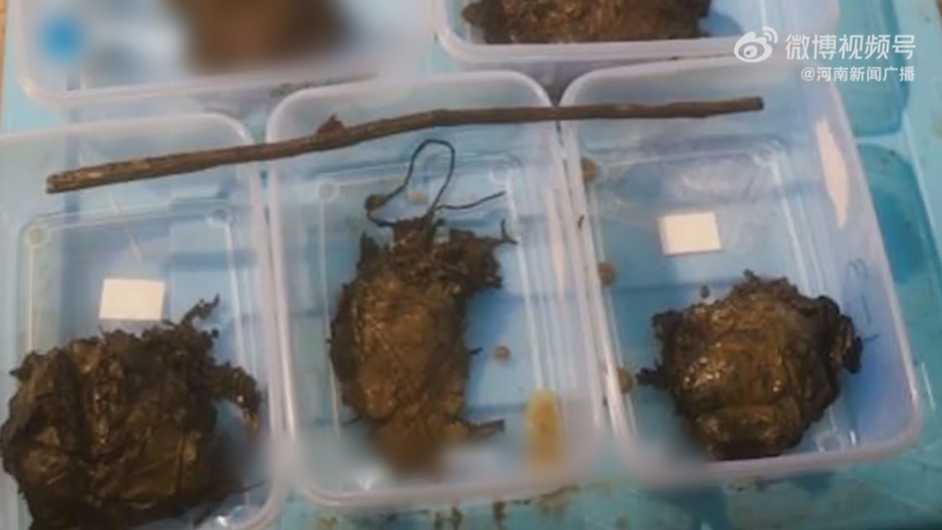 河南省古墓遺址出土逾二千年歷史「糭子」