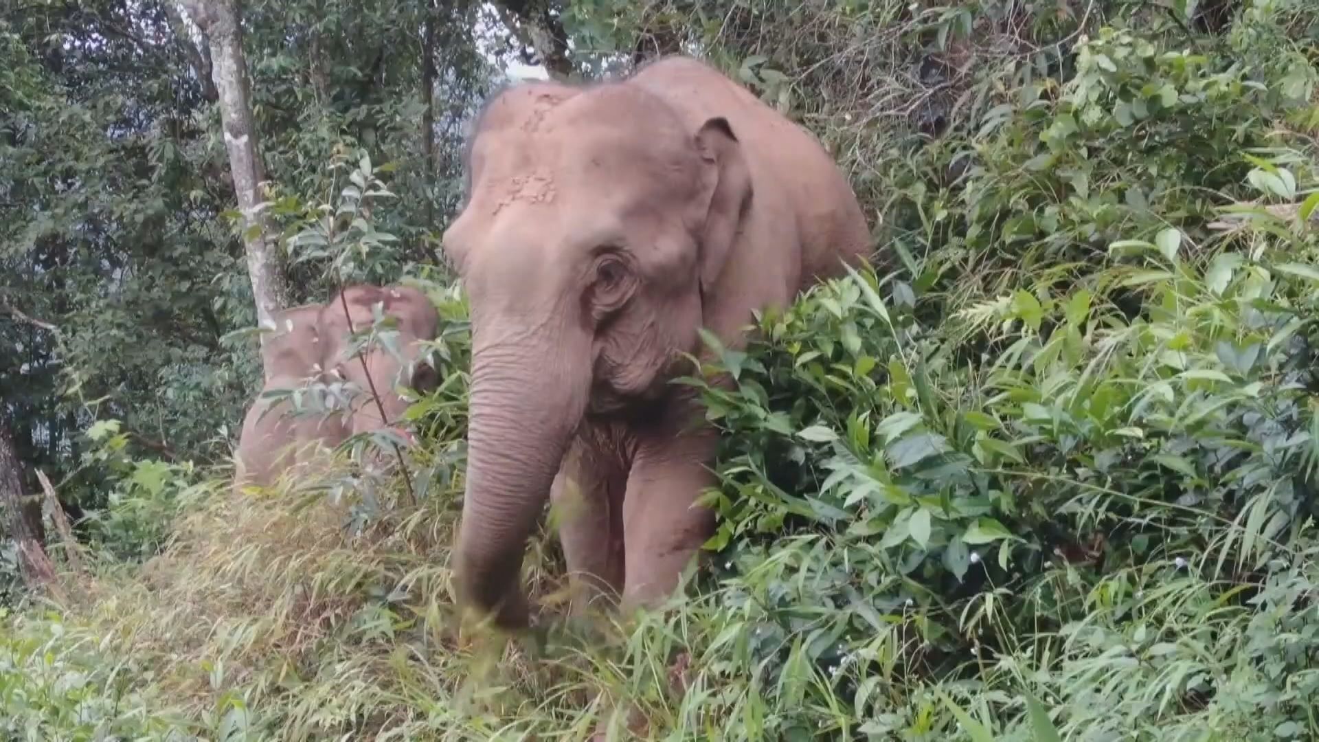 雲南北移象群被引導返回原棲地