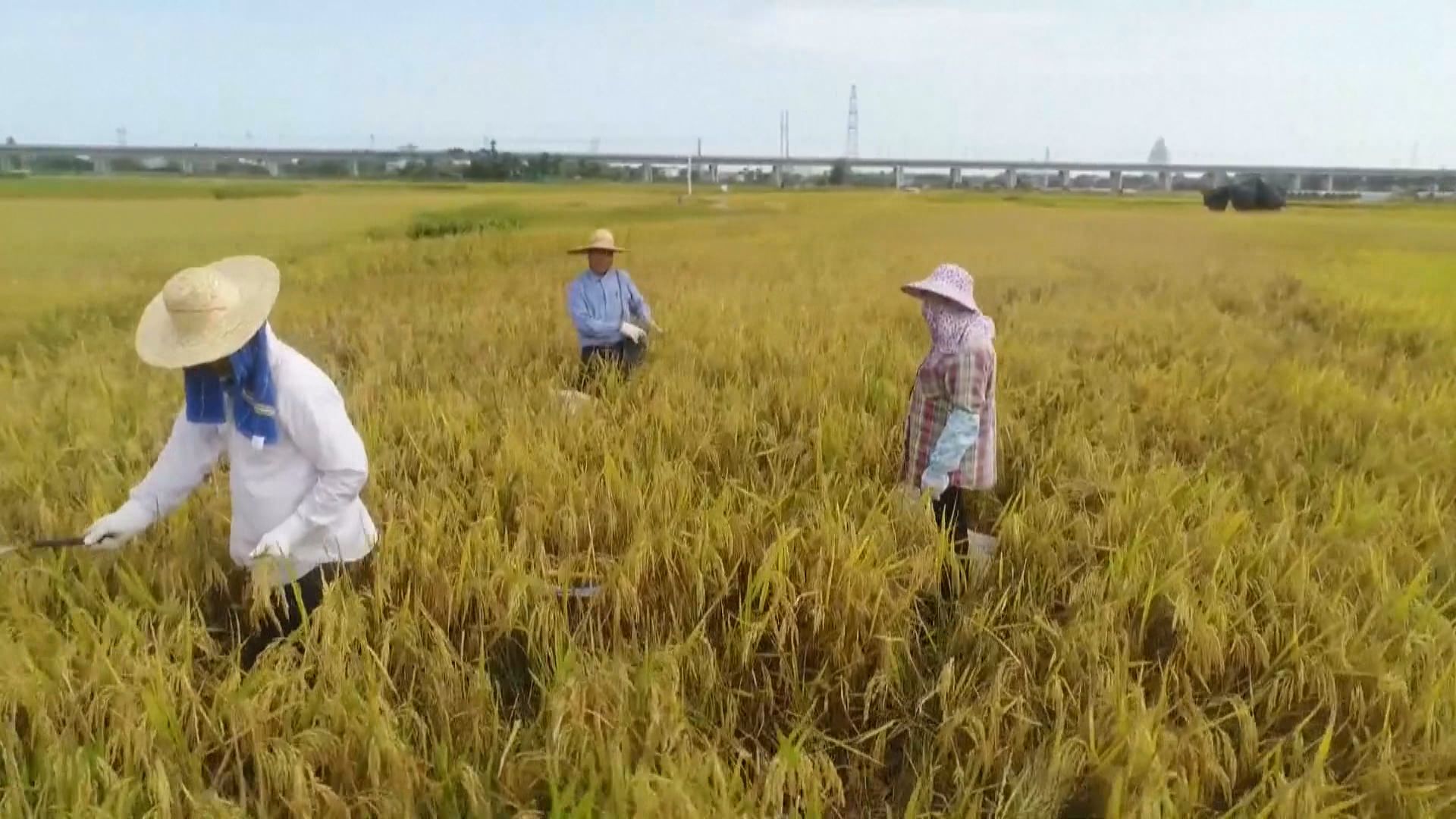 國家糧儲局：將總結疫情經驗修訂糧食應急預案