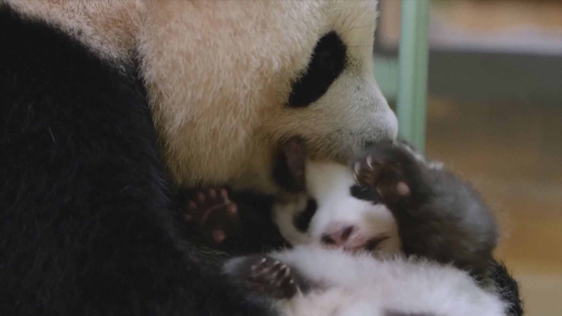 習近平與馬克龍共赴四川非正式會談　新一對大熊貓2027年前送往法國