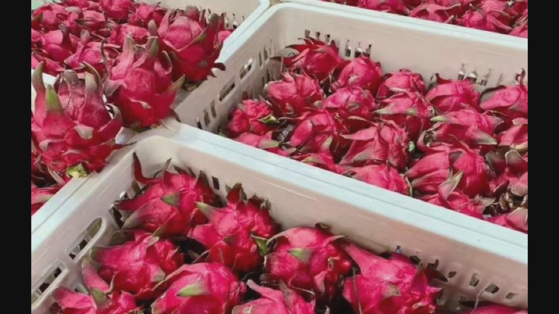 山西太原五十箱越南進口火龍果驗出新冠病毒