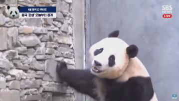 旅韓大熊貓福寶回四川後首度公開亮相 好動愛吃