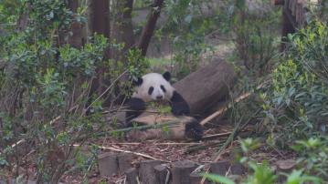 中國世界自然遺產、文化和自然雙遺產數量居世界首位