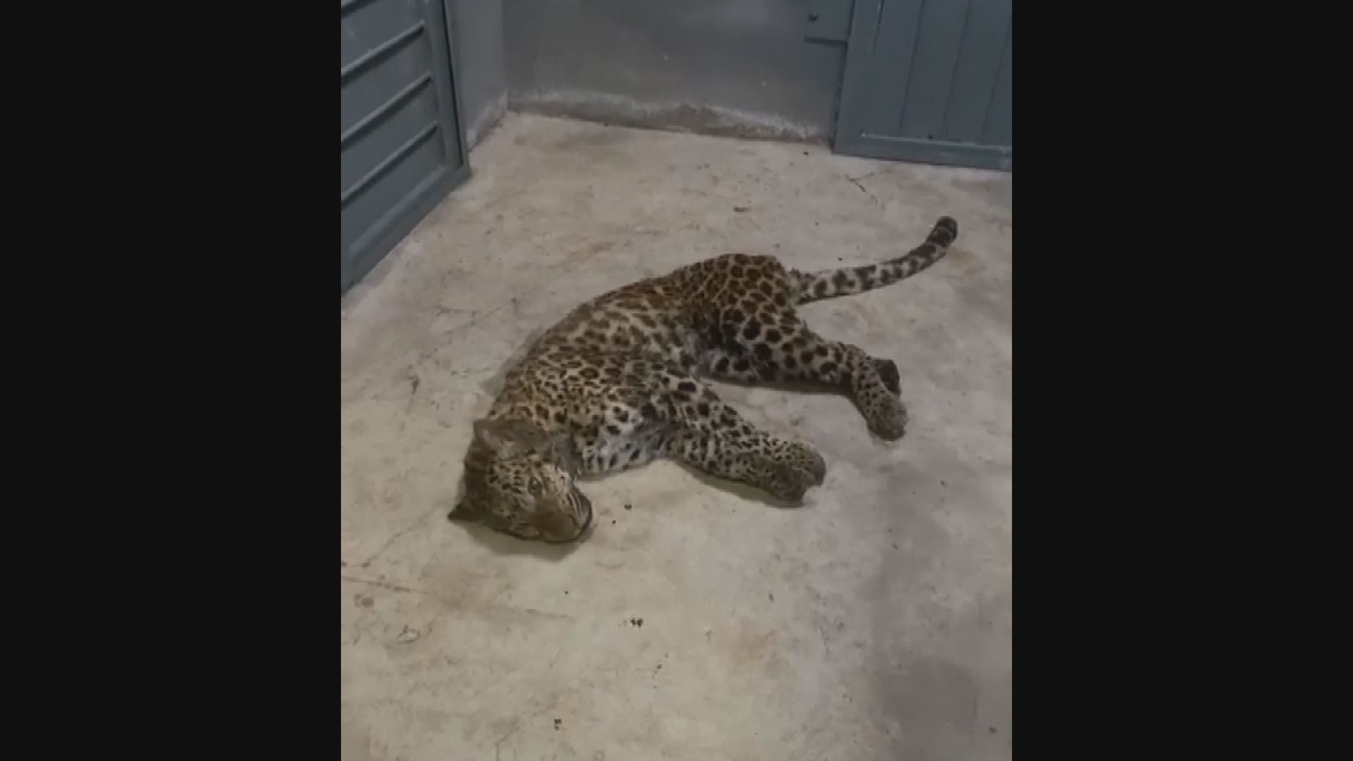 杭州野生動物世界走失金錢豹涉瞞報　當局下令停業整頓