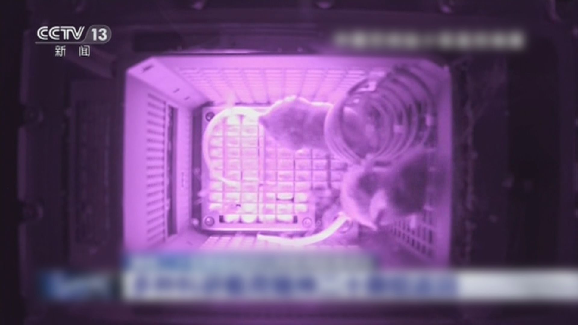 神舟二十一號｜將對實驗樣品之一老鼠開展研究　有望推演人類在太空的身體變化