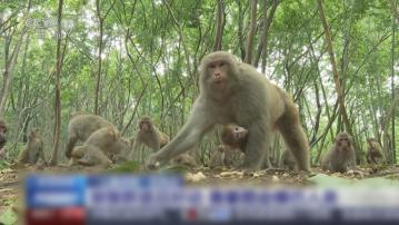江蘇茅山景區獼猴數量持續上升衍生搶食物和襲擊人等問題　景區聘請管理員治理猴患