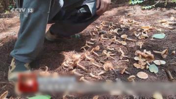 雲南大理「採菌遊」熱潮　當地生態構成威脅引發意外