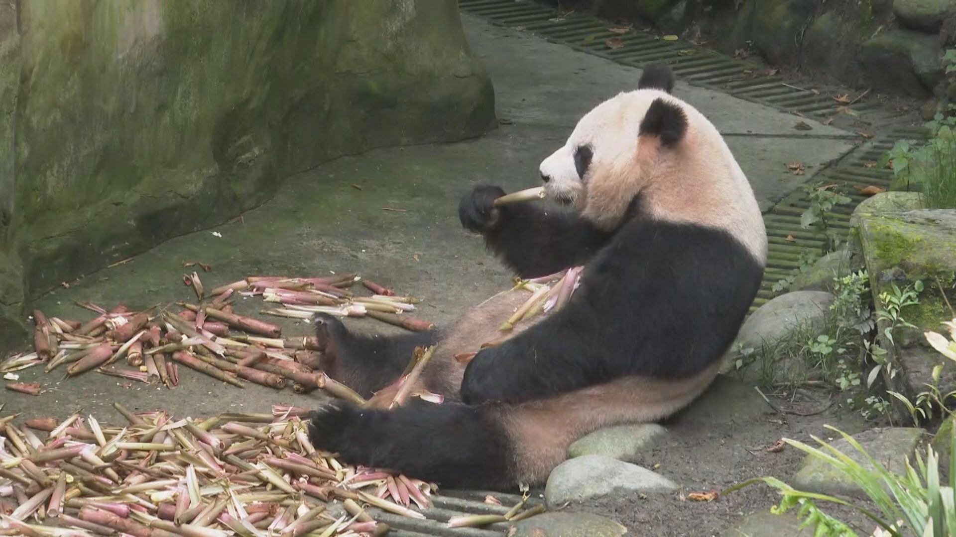 四川都江堰大熊貓野放中心加強野放適應訓練