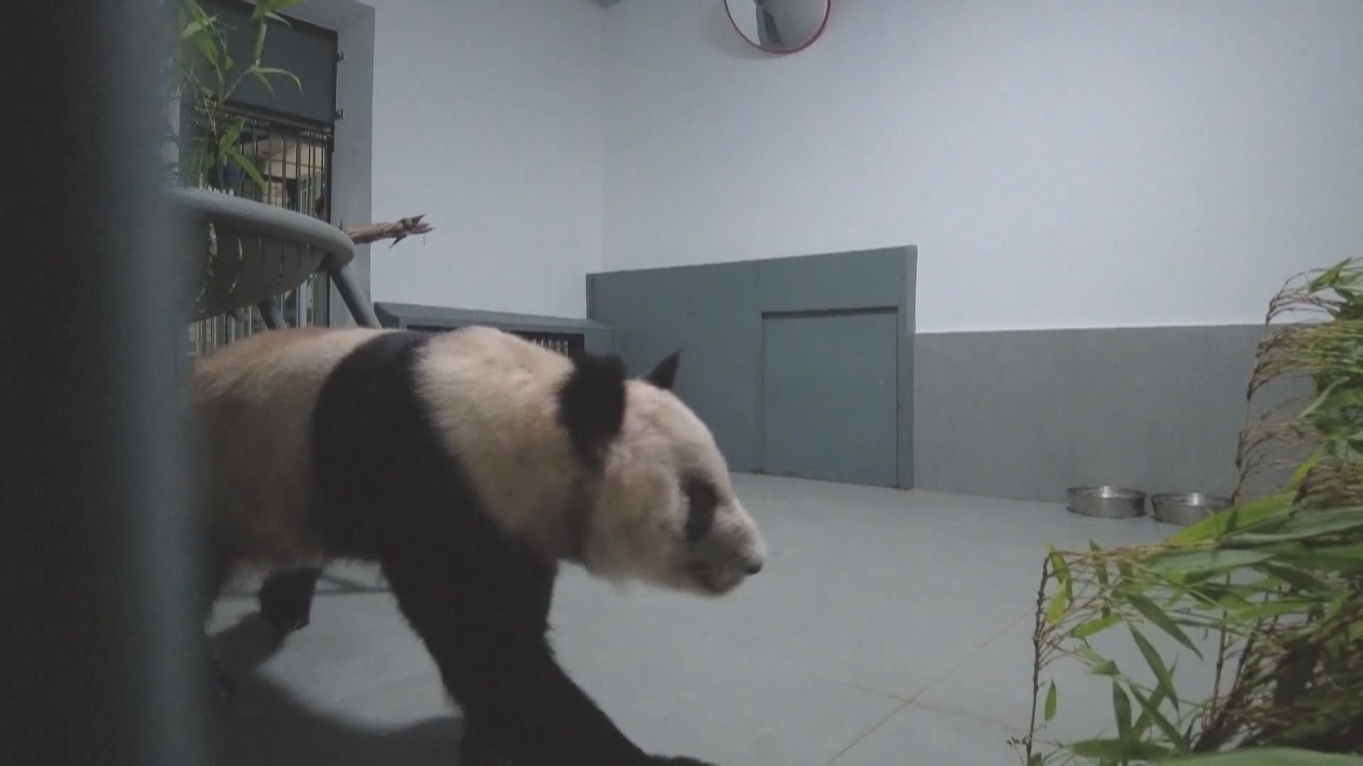 大熊貓丫丫轉送到北京動物園