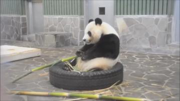 旅居日本大熊貓爽爽因病離世 終年28歲