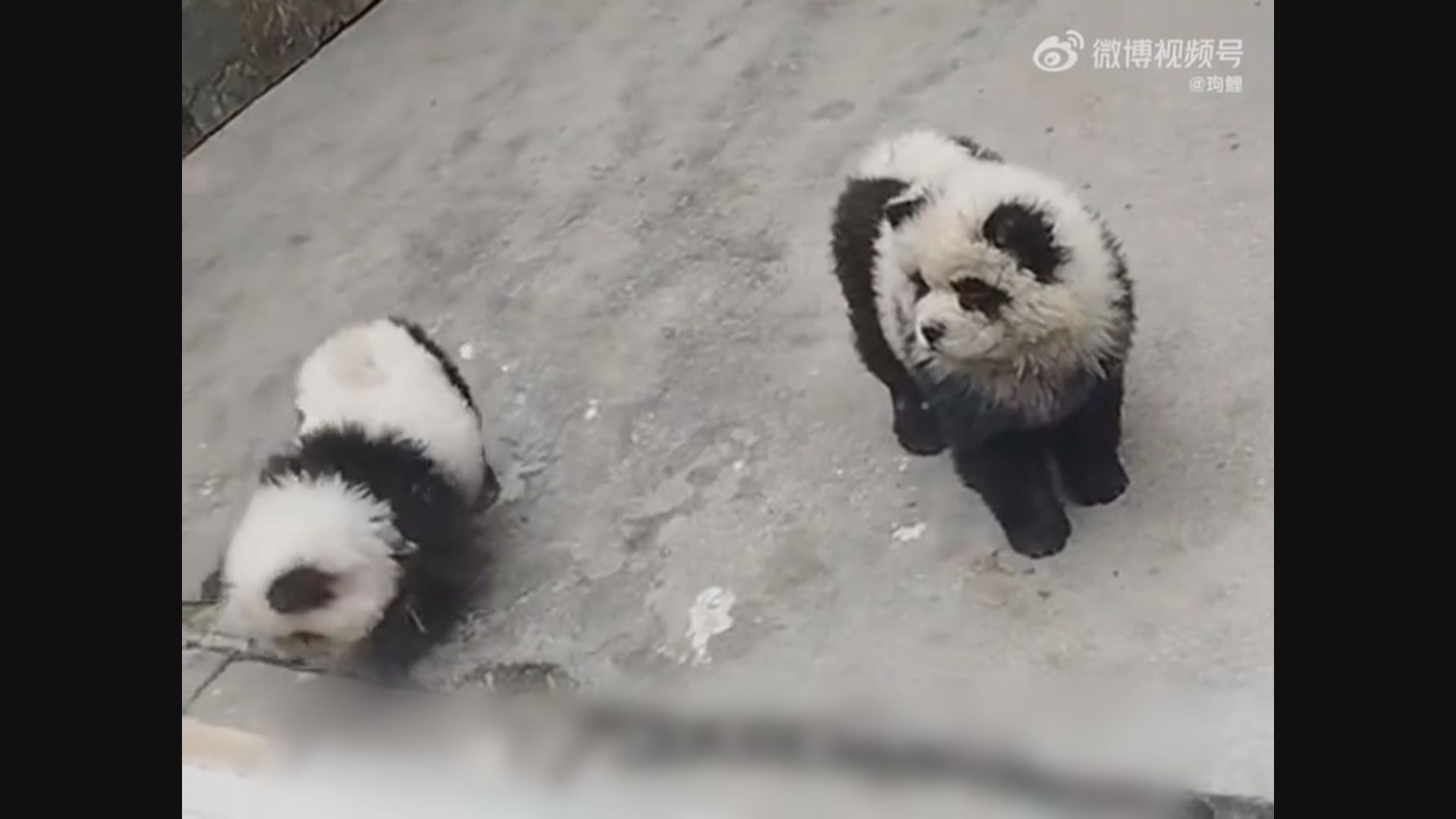 安徽有動物園將狗染色扮熊貓惹批評
