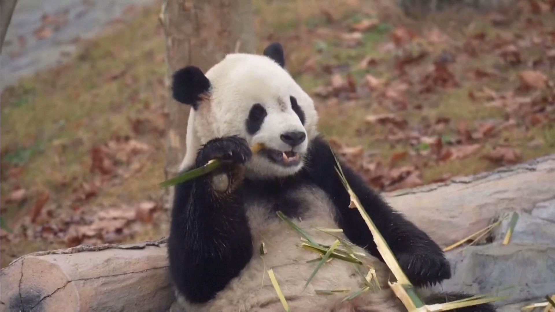 中國大熊貓保護研究中心綿陽基地試運向公眾開放