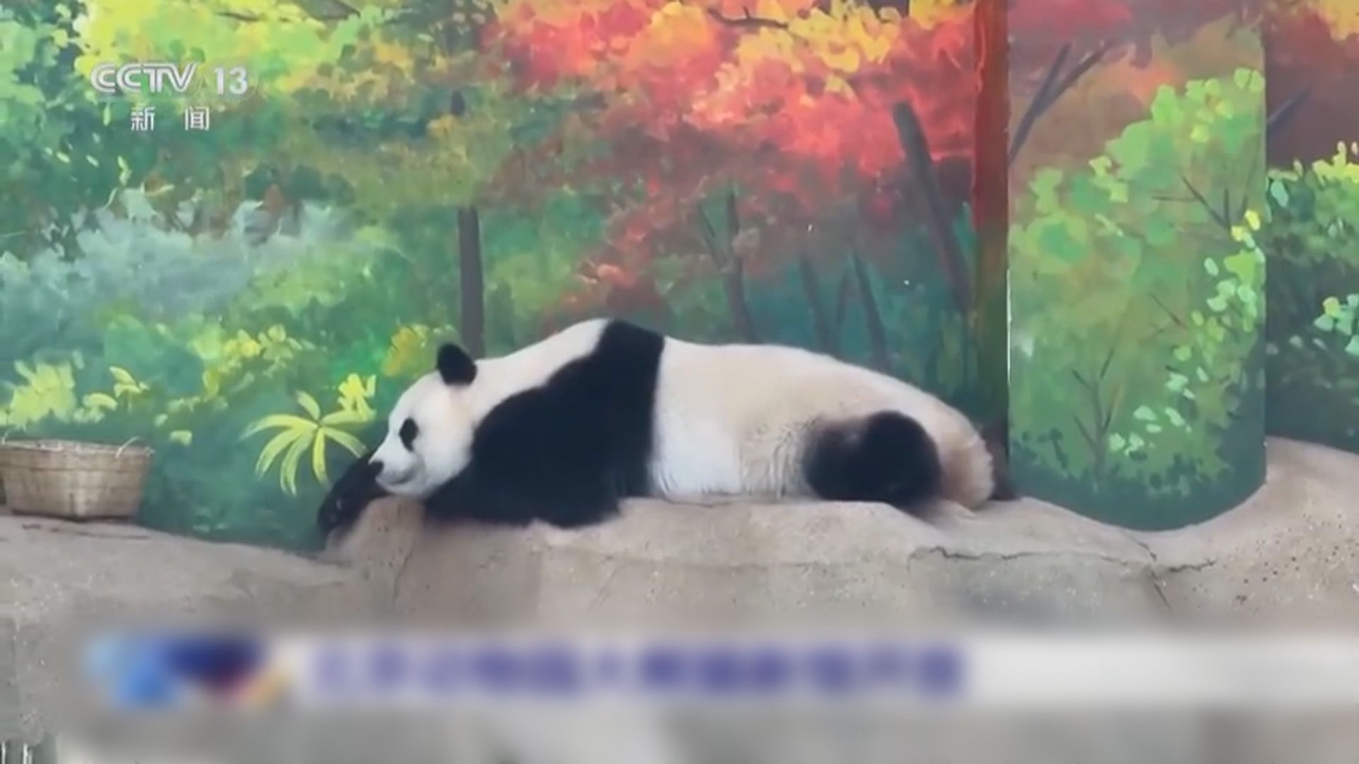 北京動物園大熊貓新館正式對外開放