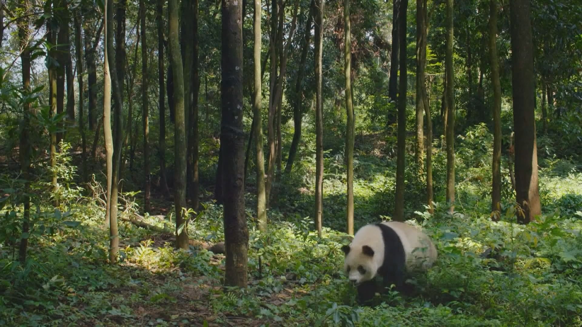 中國設立首批國家公園保護野生物物種