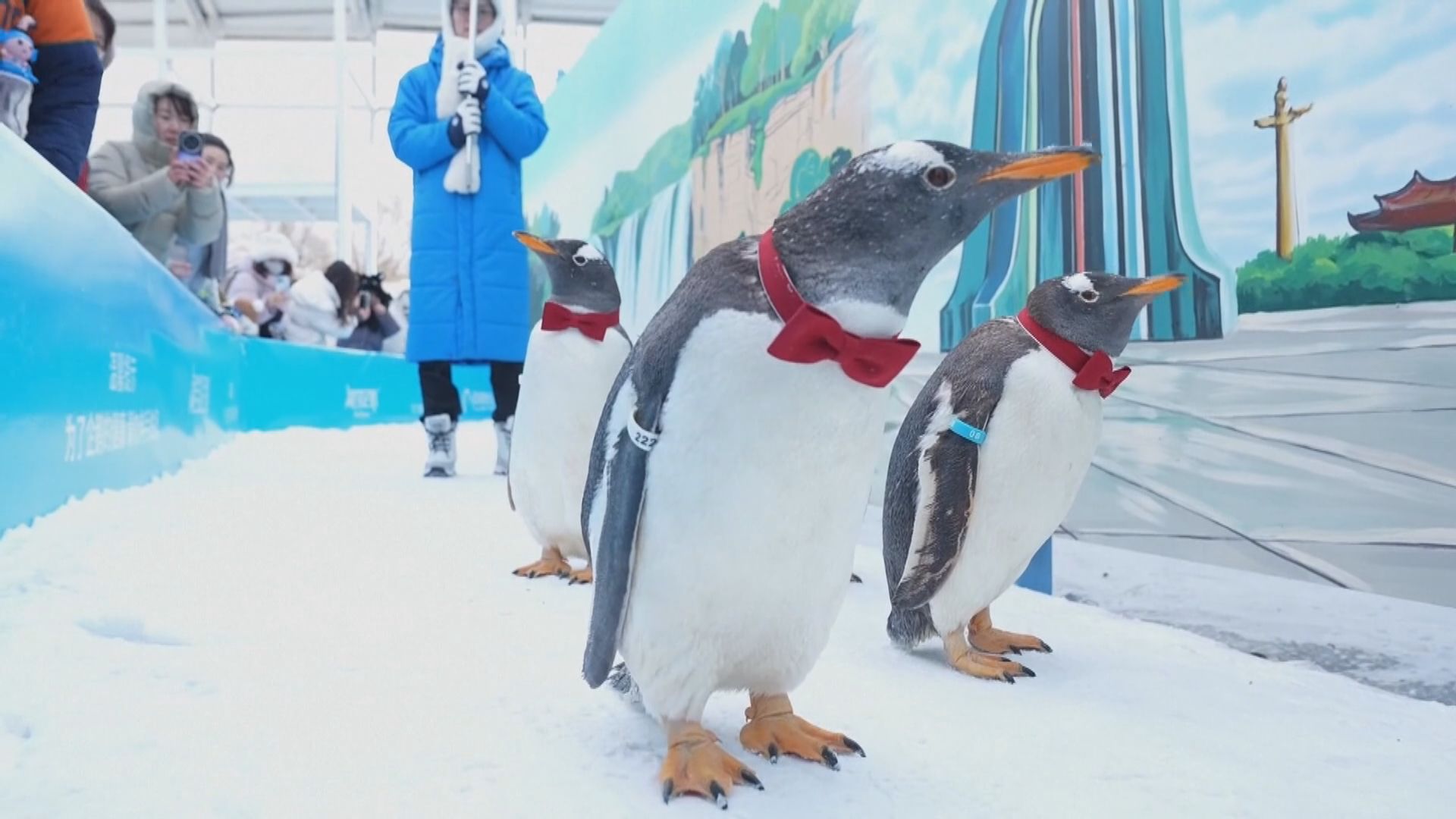 黑龍江哈爾濱企鵝巡遊迎新春