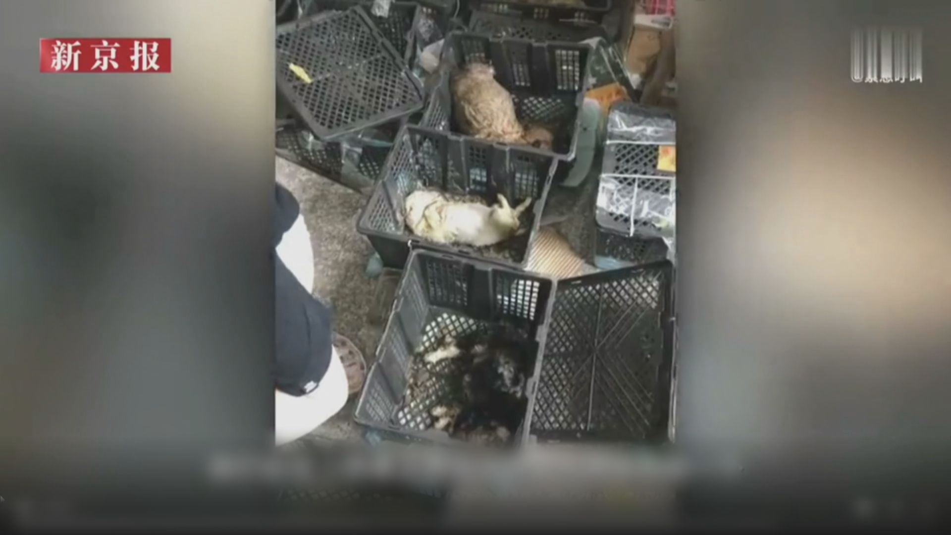 內地再現寵物盲盒　蘇州約二十隻貓狗死於快遞站