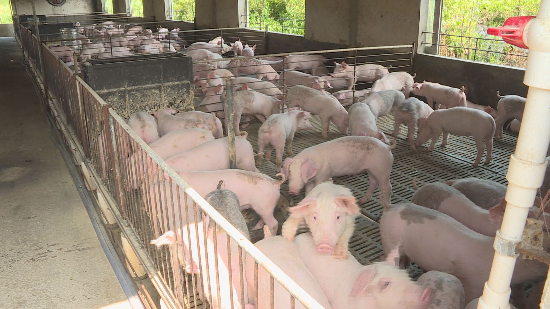 內地爆非洲豬瘟疑由俄羅斯傳入