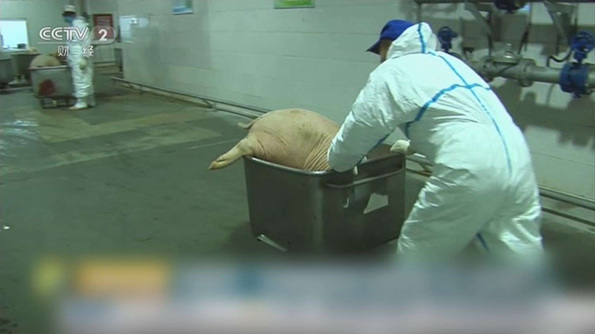 內地爆非洲豬瘟疑由俄羅斯傳入