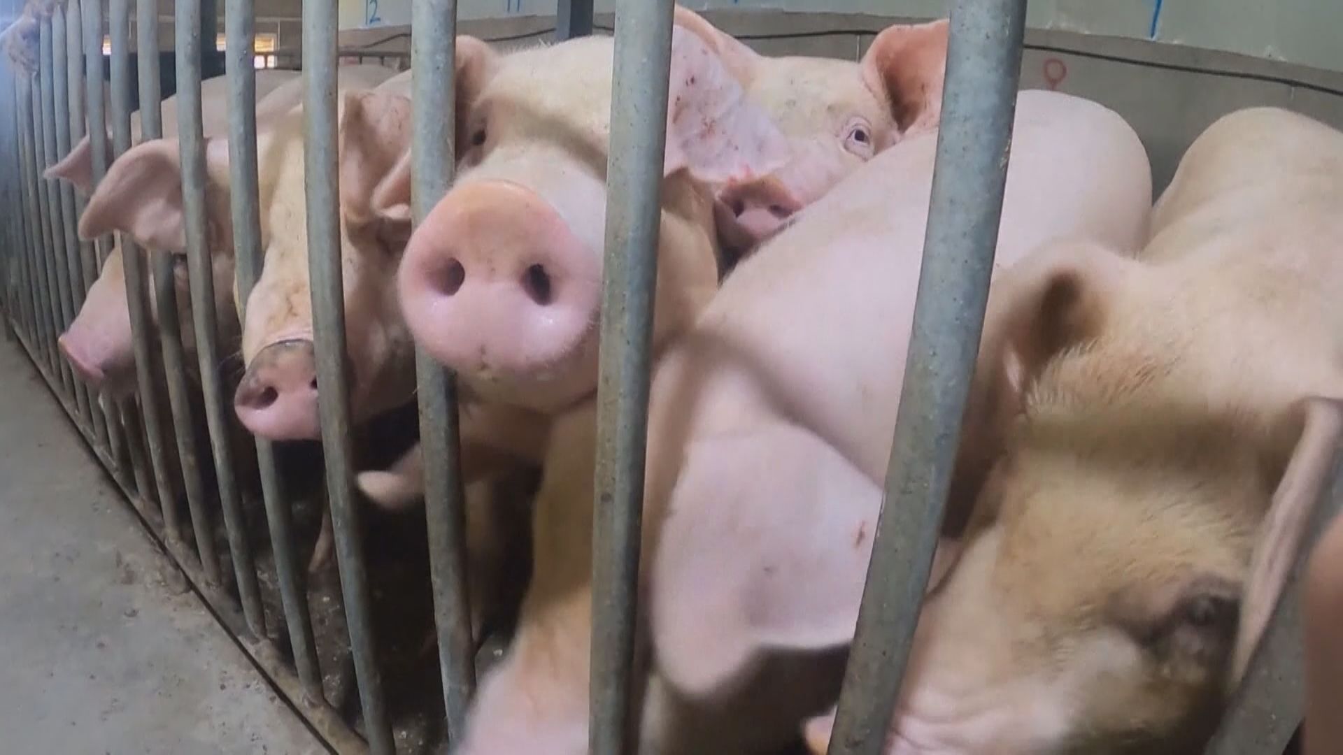 內地發現傳染力更強非洲豬瘟病毒株