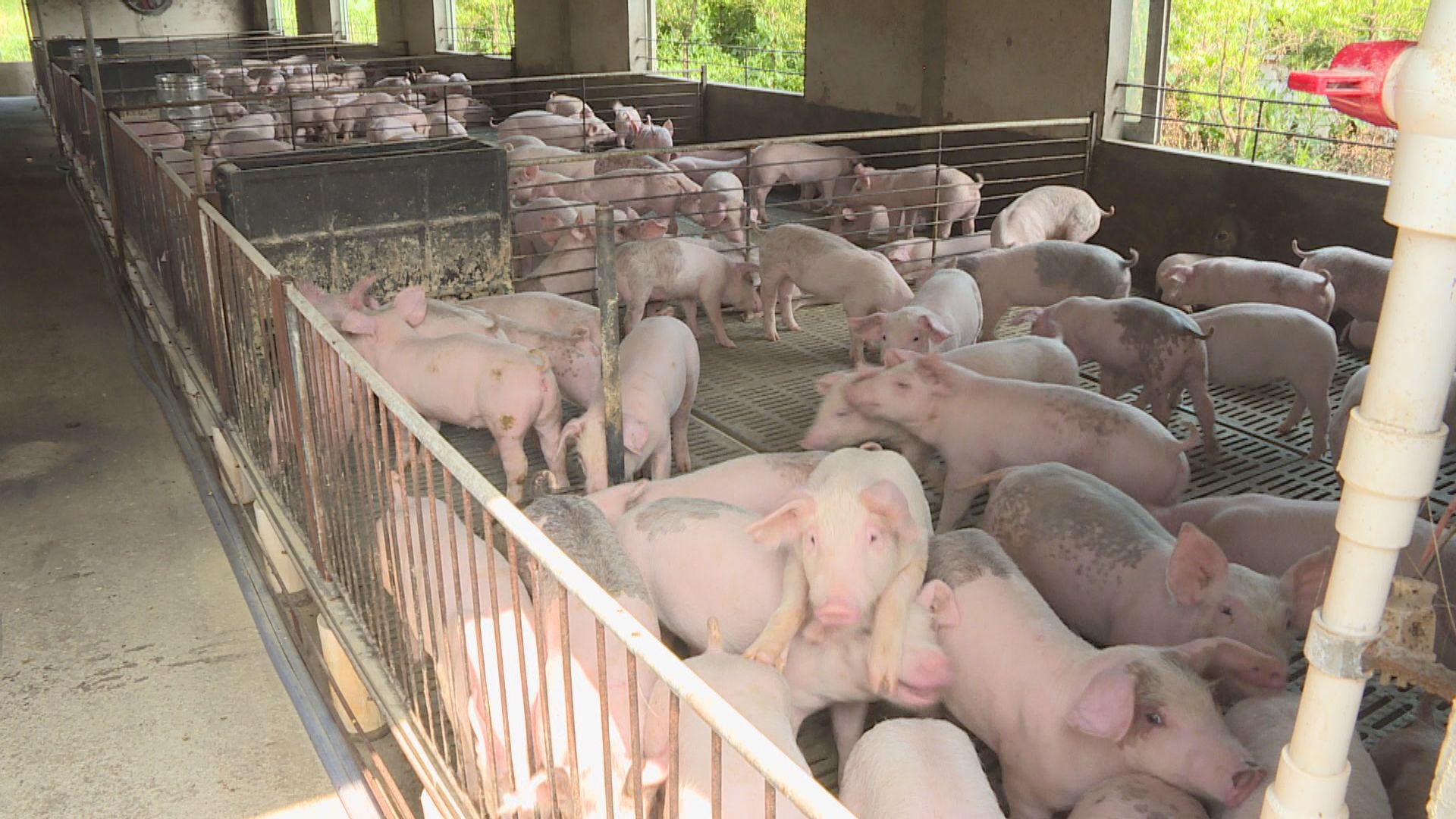 發改委：將投放第5批中央豬肉儲備