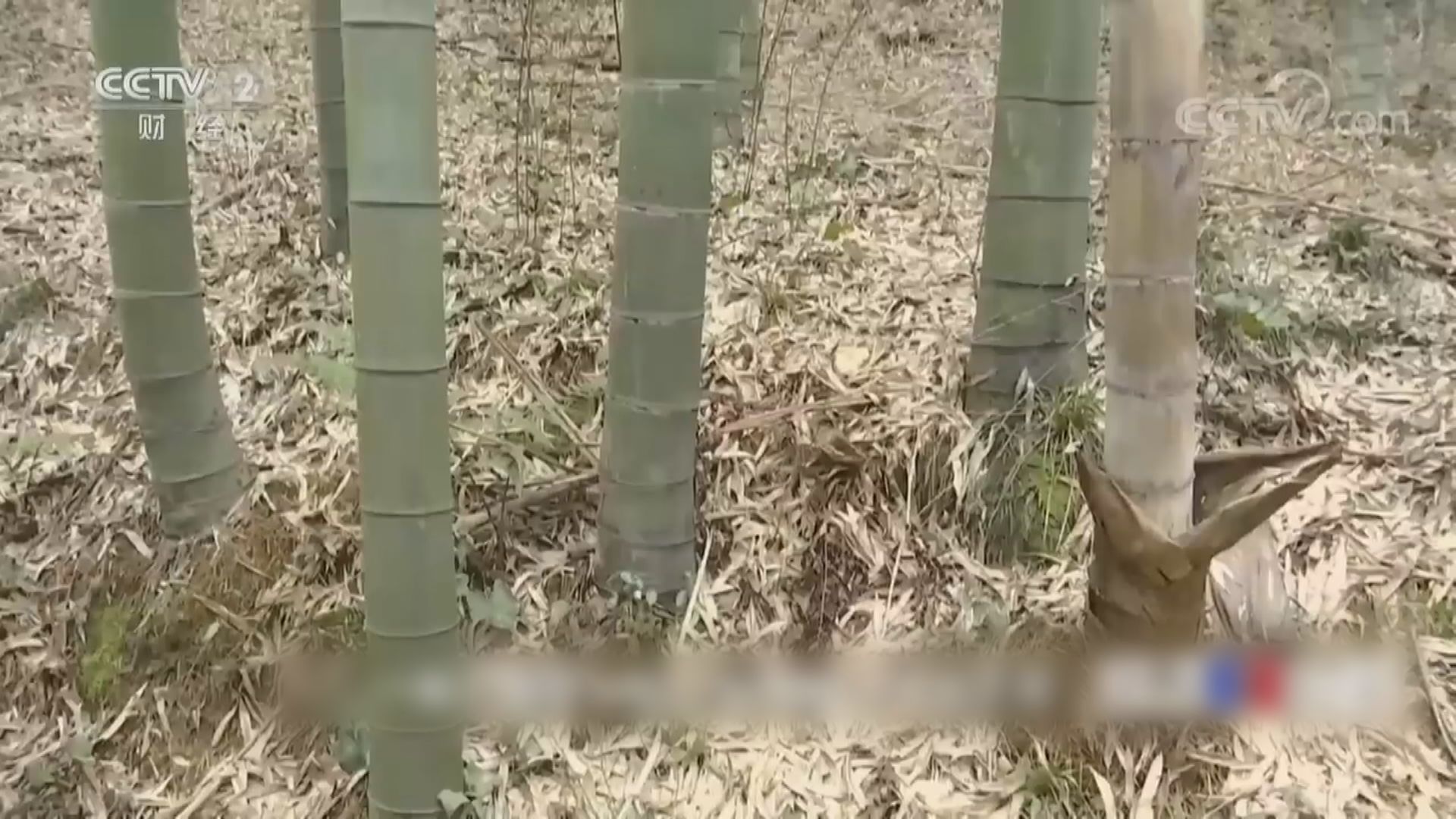 內地力爭2025年初步建立 「以竹代塑」產業體系