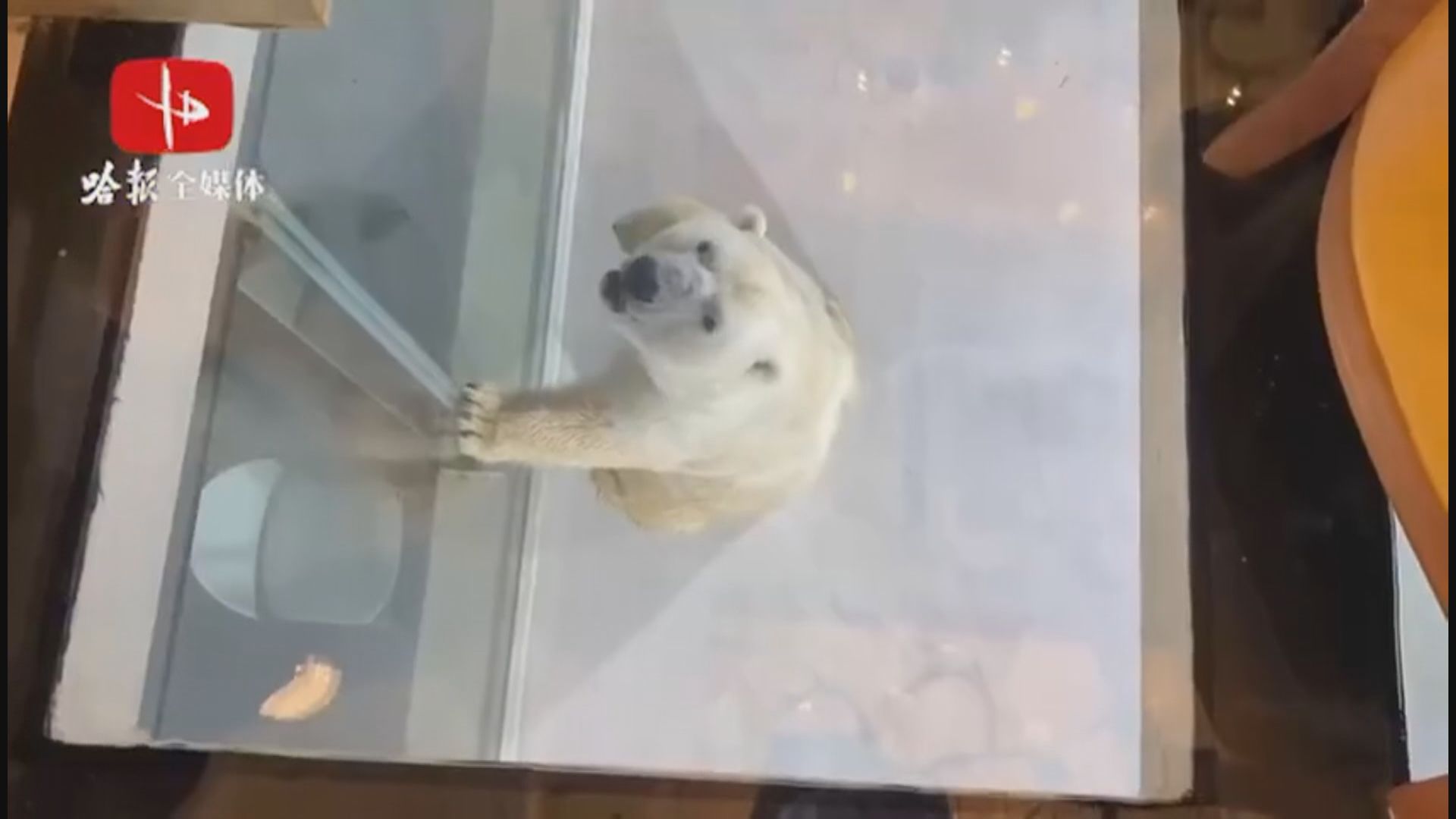 哈爾濱有旅遊園區開「北極熊酒店」　被批以動物苦難牟利