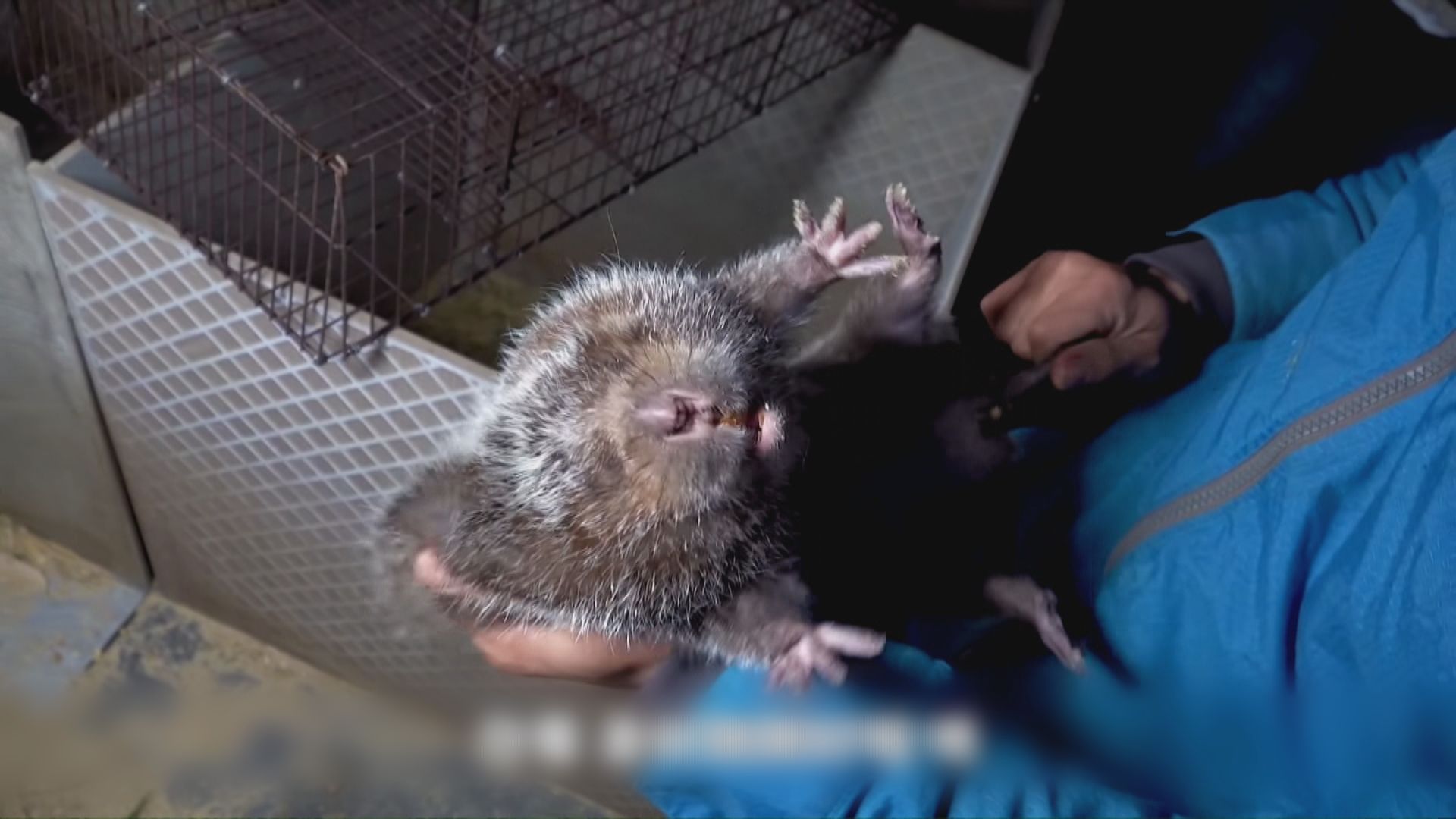 內地食用竹鼠成風　養殖戶網上拍片教授烹煮