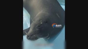 流落海南近一年「網紅」斑海豹將轉移到遼寧保護區