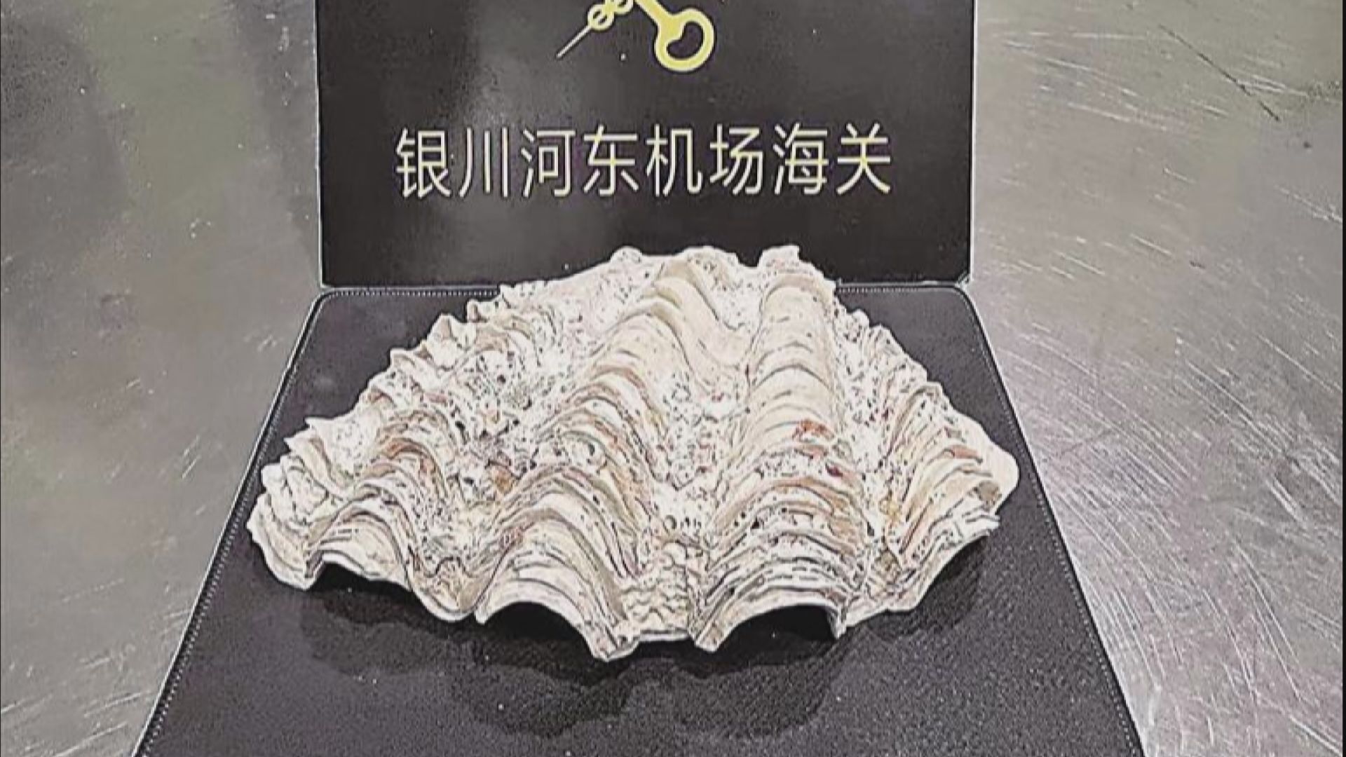 寧夏當局首次查獲硨磲貝殼實體