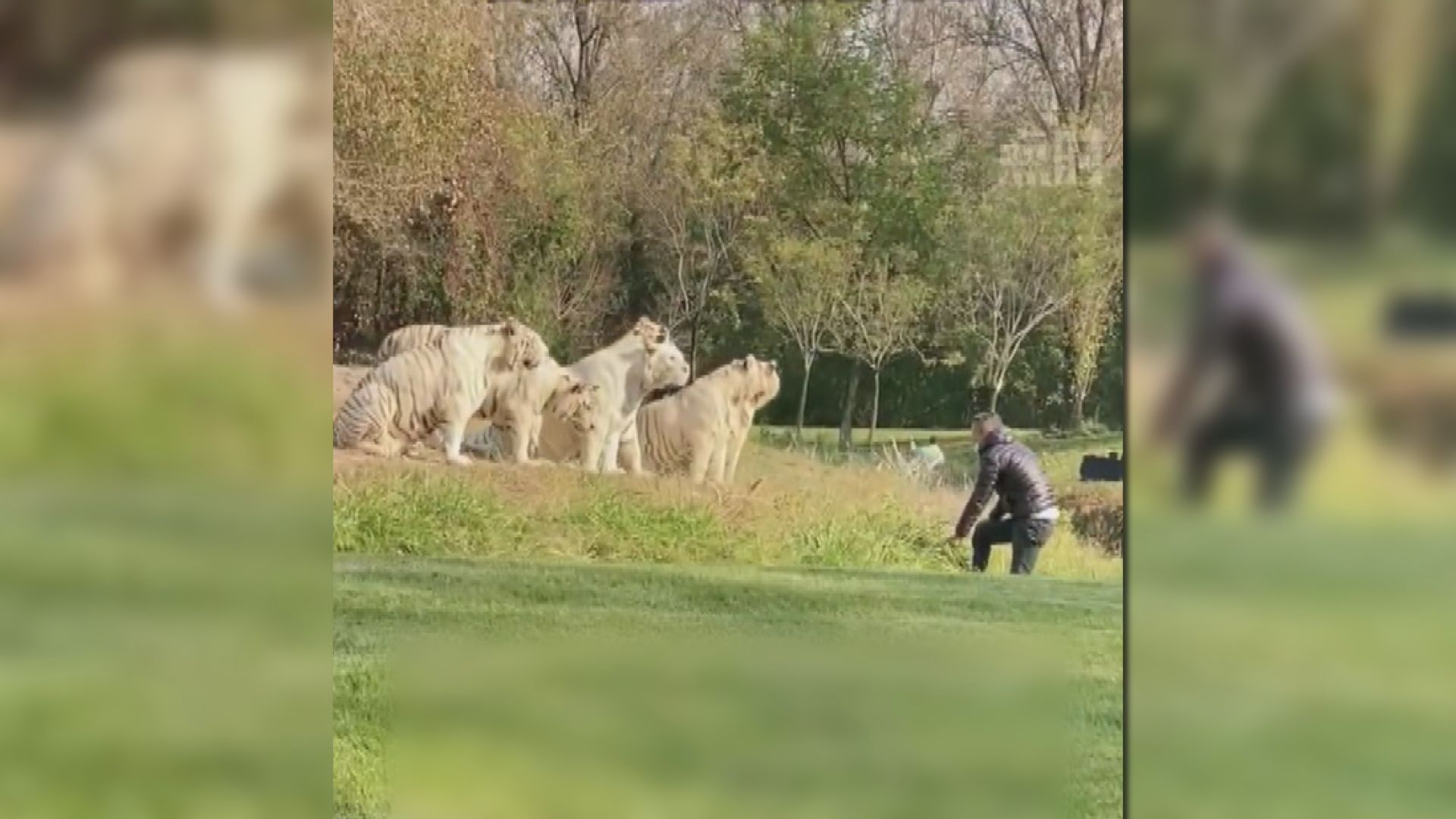 男子擅闖北京野生動物園白虎展區被刑拘