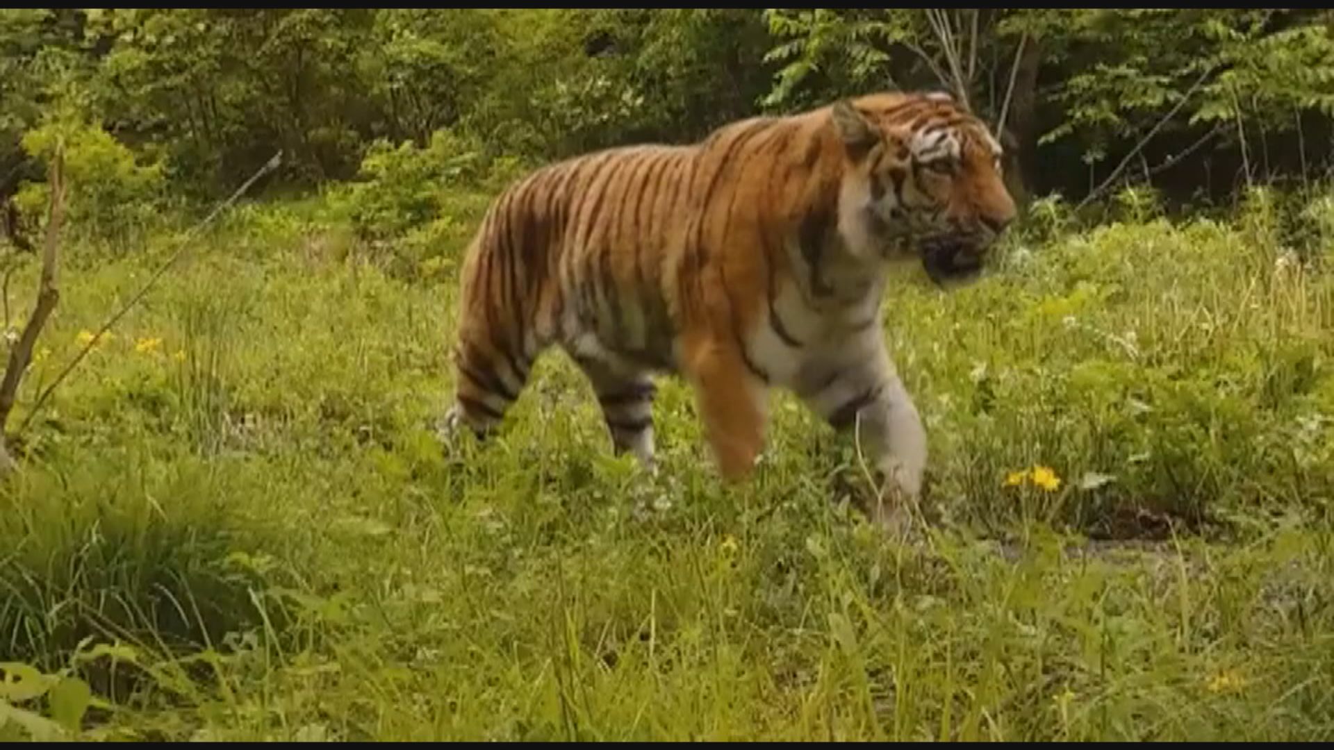 周六是全球老虎日 中國多年來保育東北虎見成效