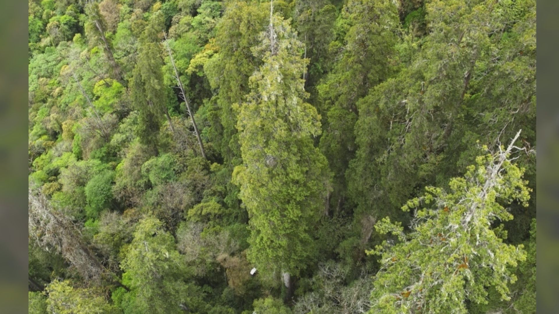 西藏柏木高102.3米 成亞洲最高樹
